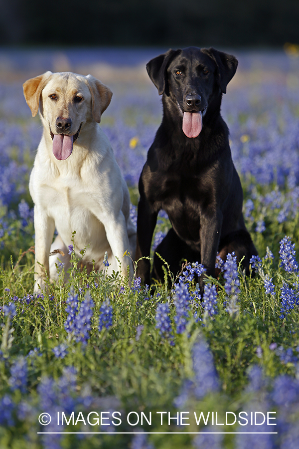 Yellow and Black Labrador Retrievers in field of wildflowers.
