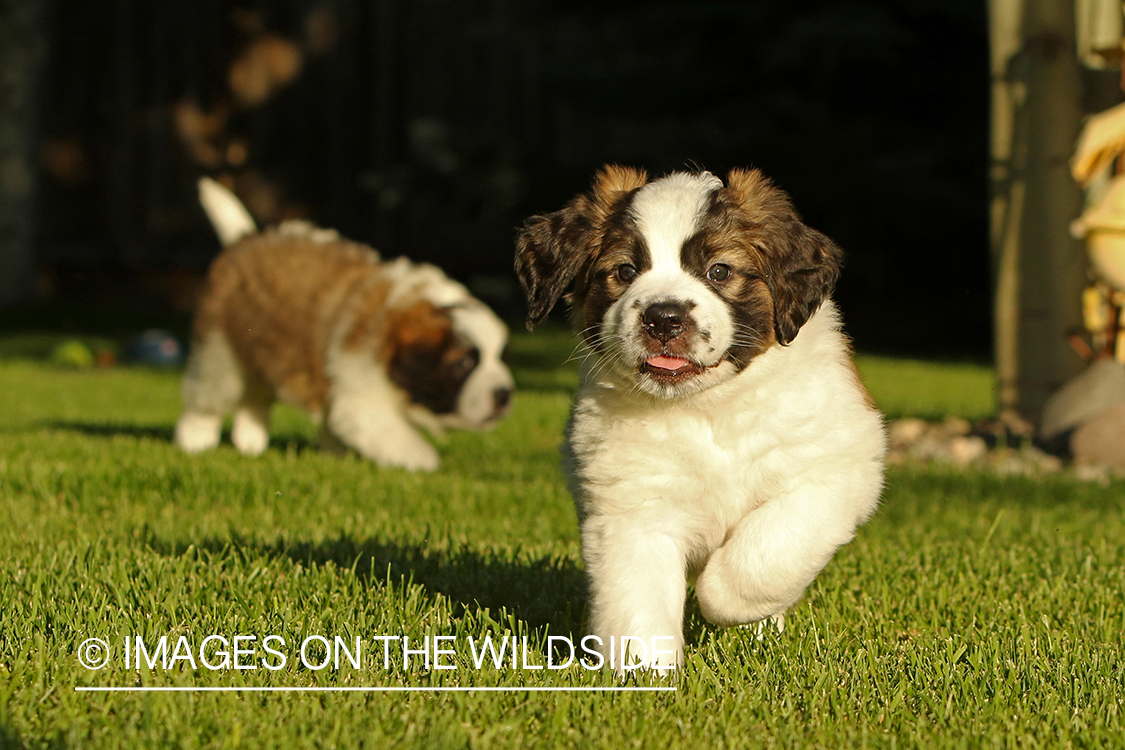 St. Bernard puppies.