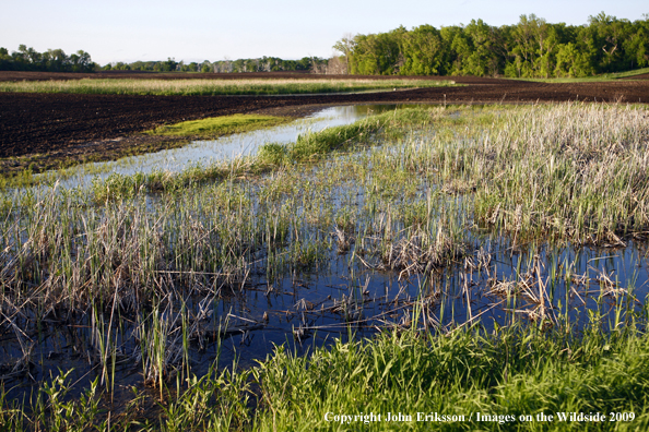 Wetlands near crop fields