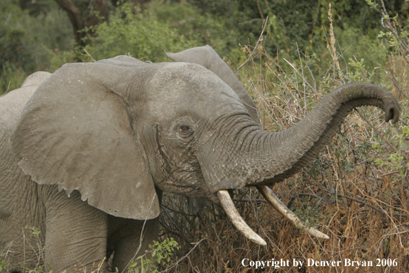 African Elephants