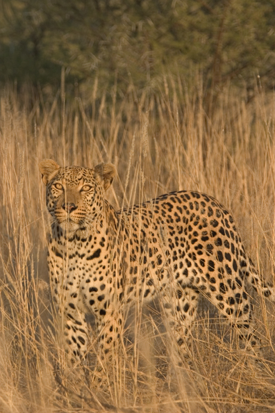 Leopard in habitat. Africa