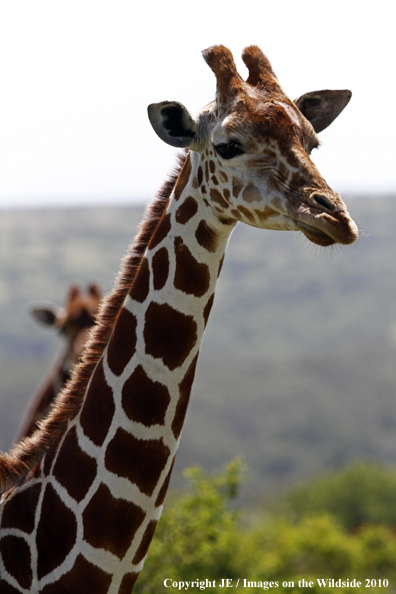 Reticulated Giraffe 