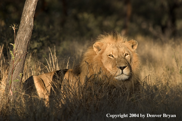 Male African lion in habitat. Africa