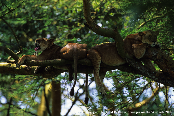 African Lions Napping