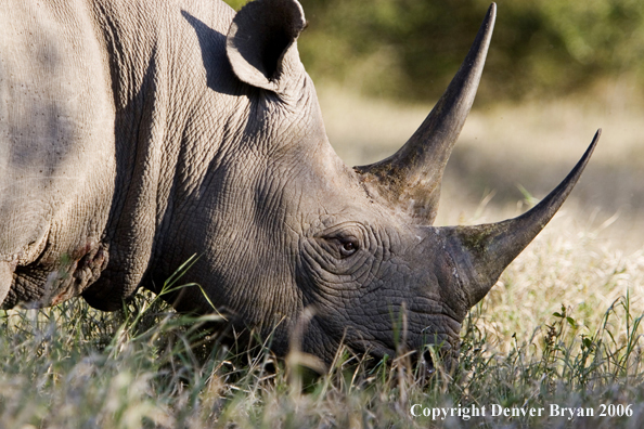 Black rhino in Africa.