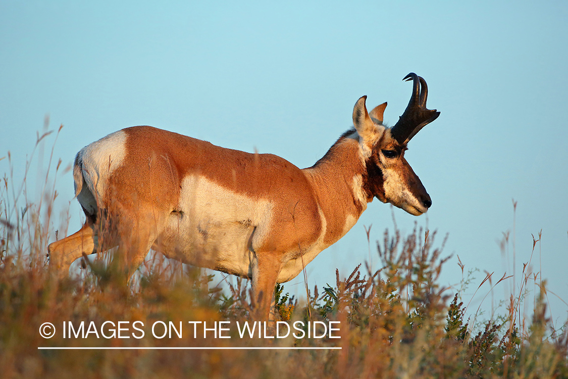 Pronghorn Antelope buck in habitat.