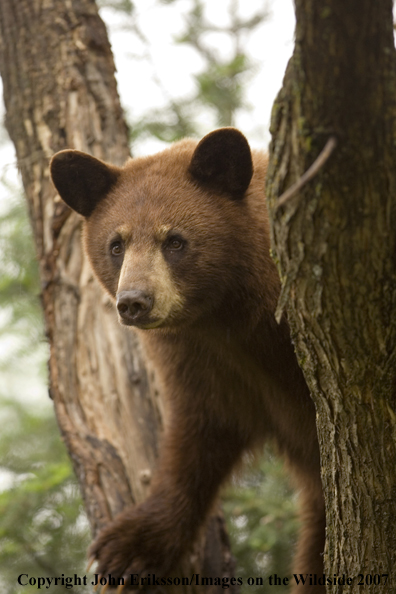 Black bear (brown-phase)