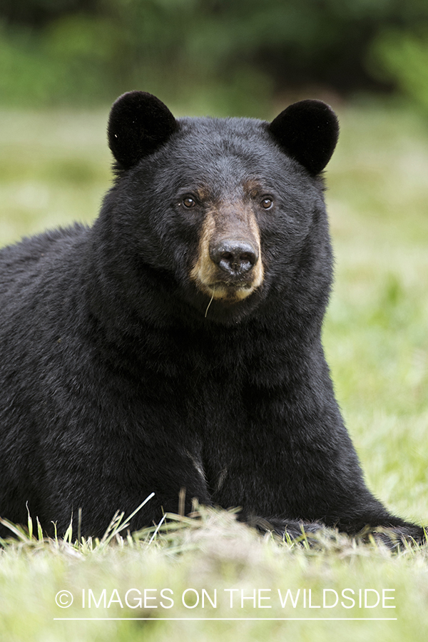 Black Bear in habitat. 