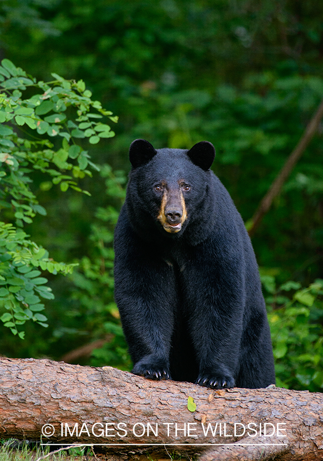 Black Bear in habitat.