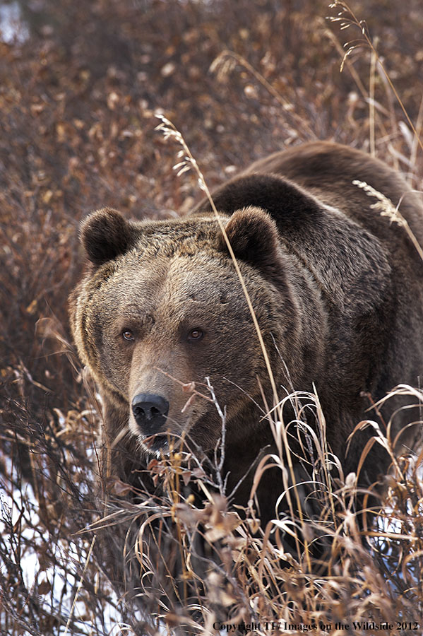 Grizzly Bear in habitat.