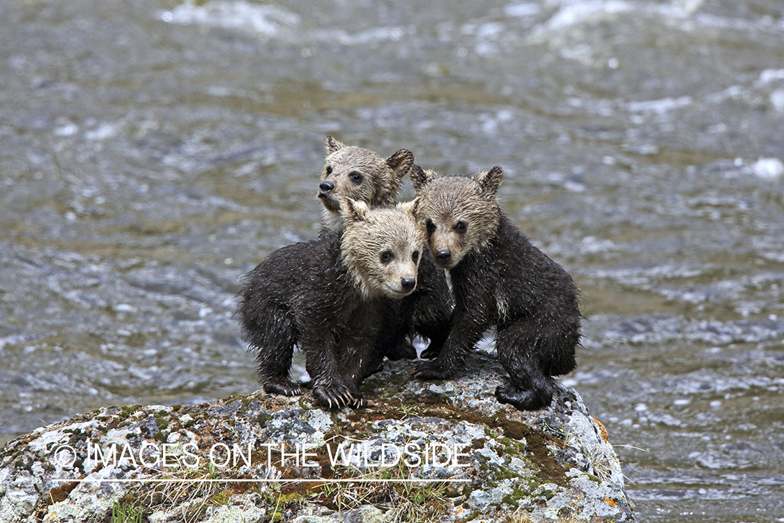 Grizzly Bear cubs in habitat.