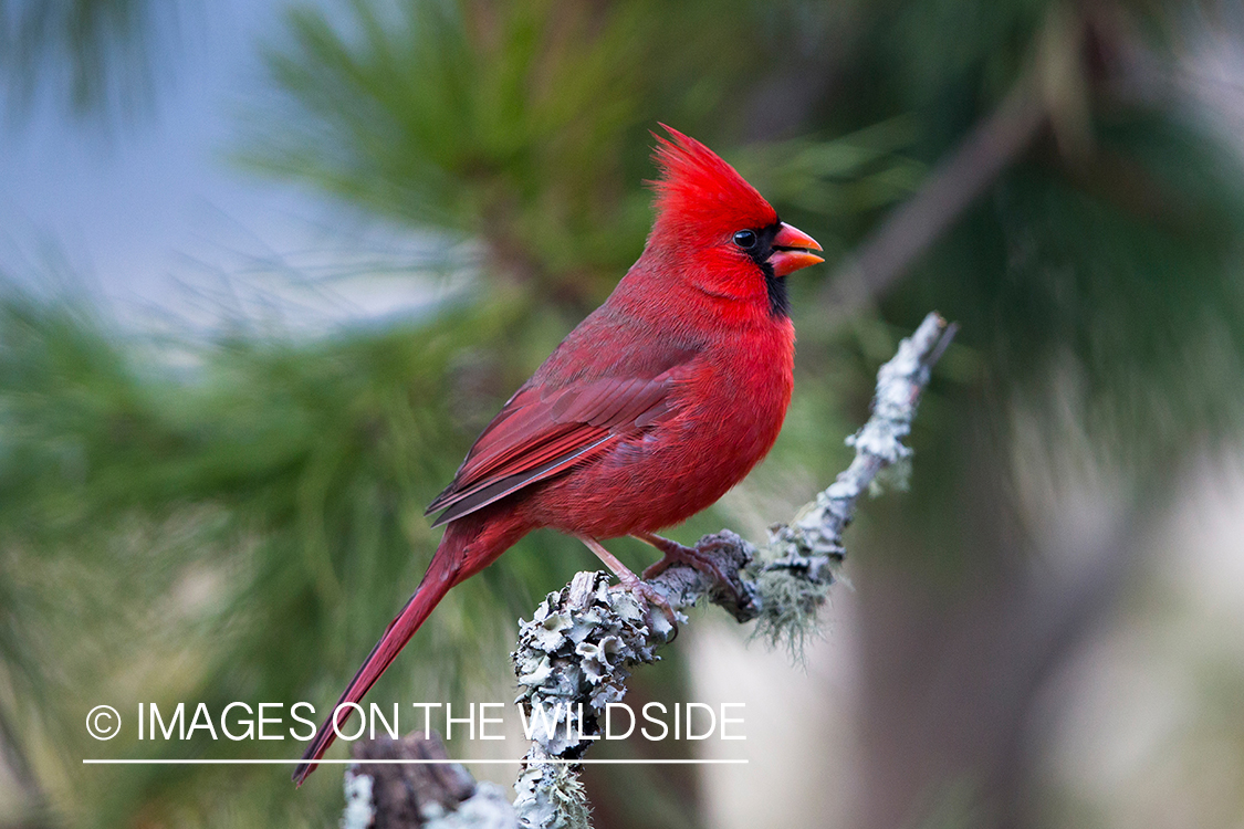 Northern cardinal in habitat.