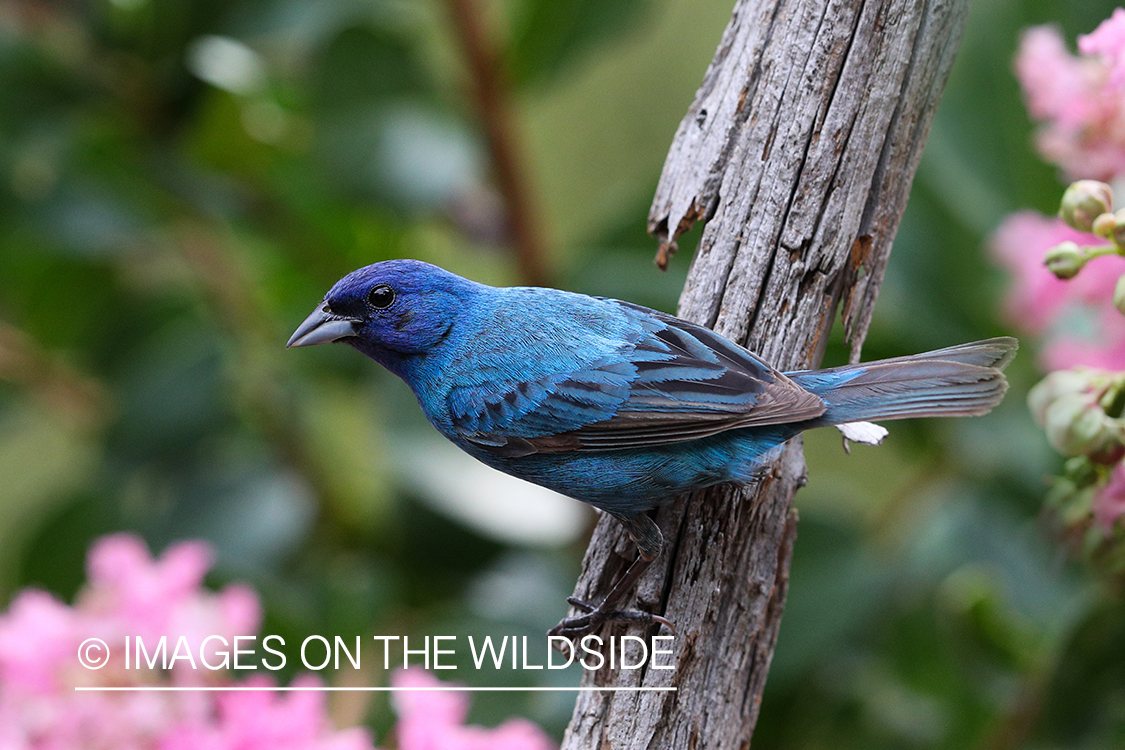 Indigo bunting in habitat.