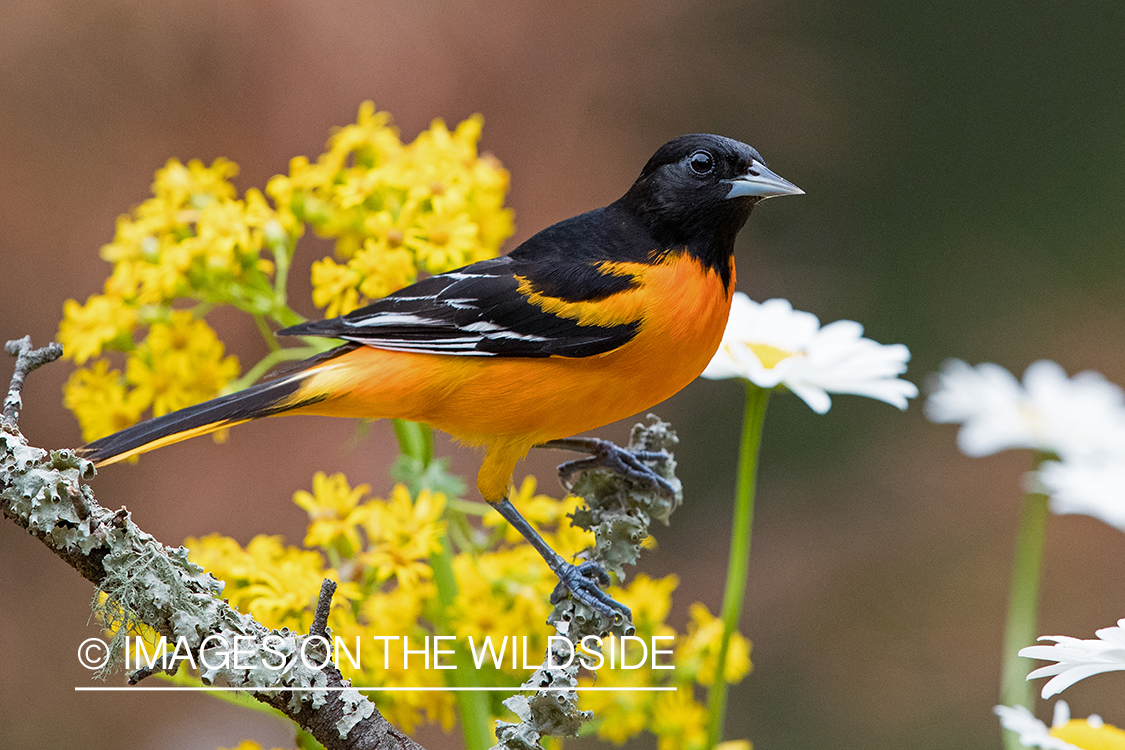 Baltimore Oriole on branch.