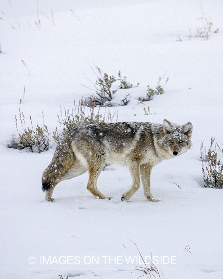 Coyote in snowy habitat.