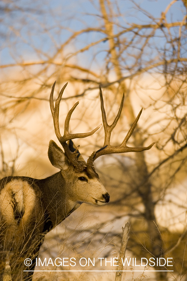 Mule deer in habitat.