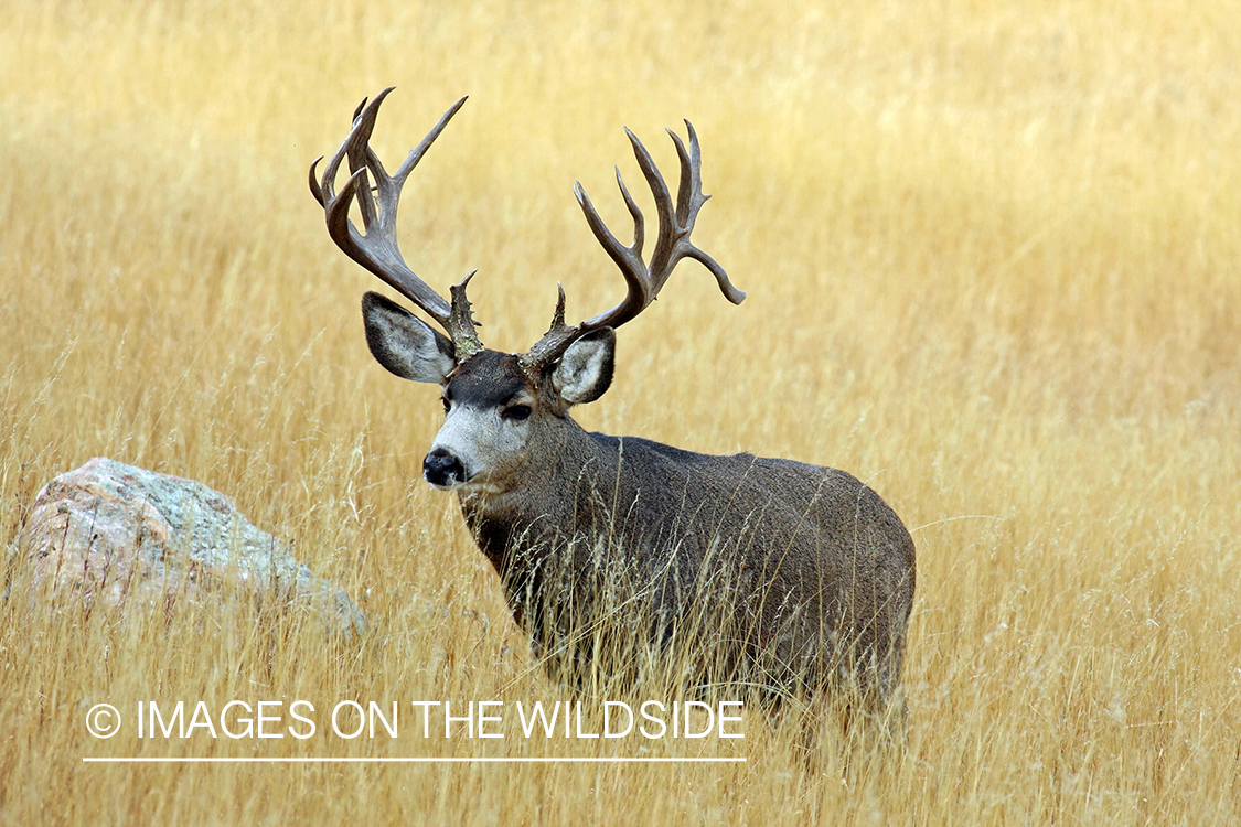 Mule deer buck in habitat. 