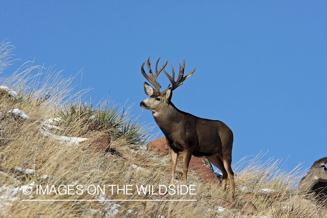 Mule deer buck in habitat. 