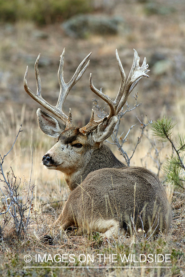 Mule Deer buck in habitat.