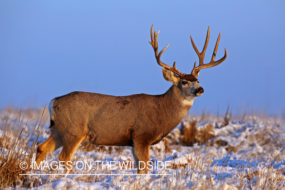 Mule deer buck in snow.