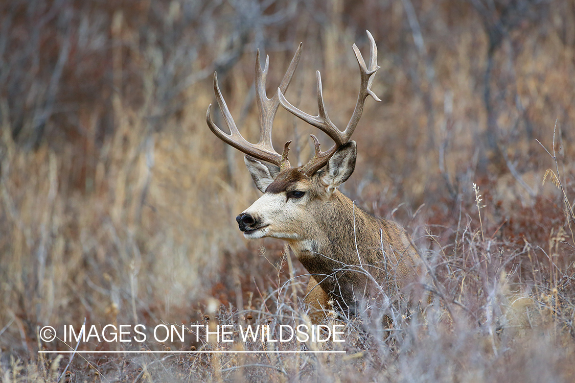 Mule deer buck in habitat. 