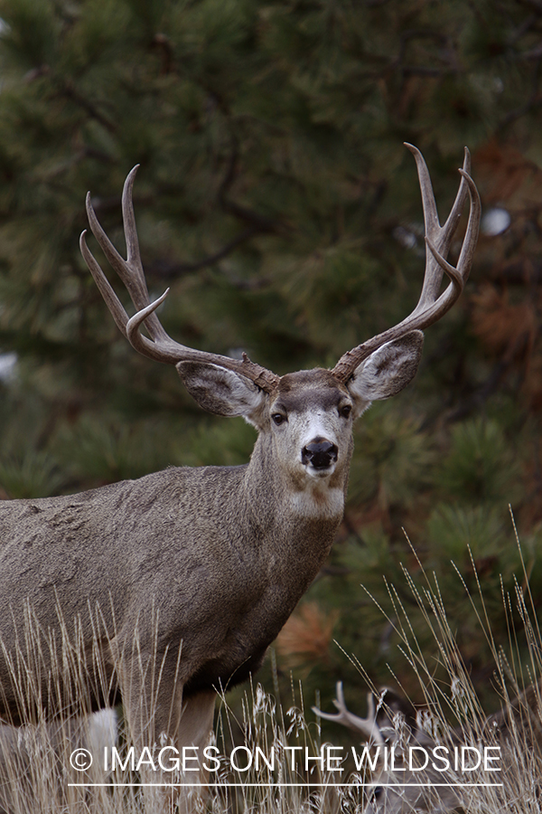 Mule deer buck in field.