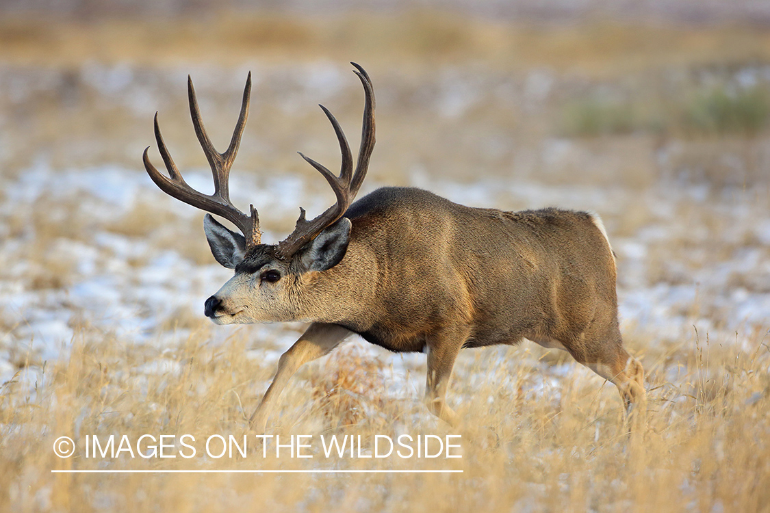 Mule deer buck in winter field.