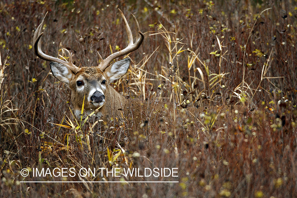 Whitetail Buck