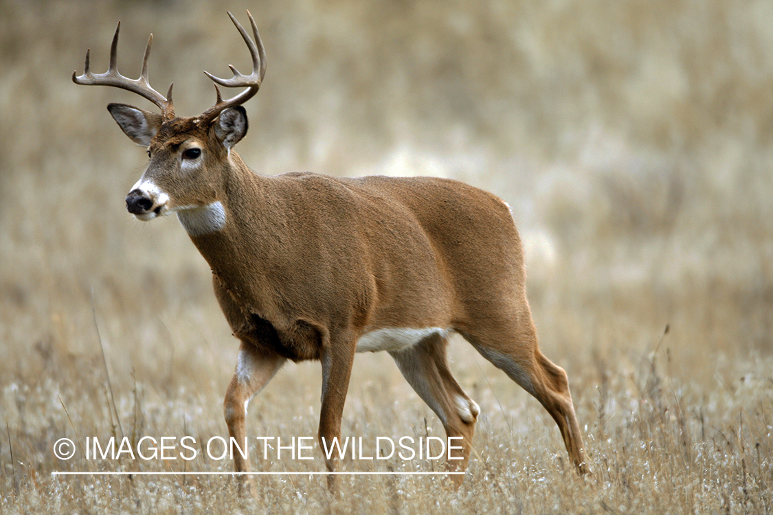 Whitetail Buck