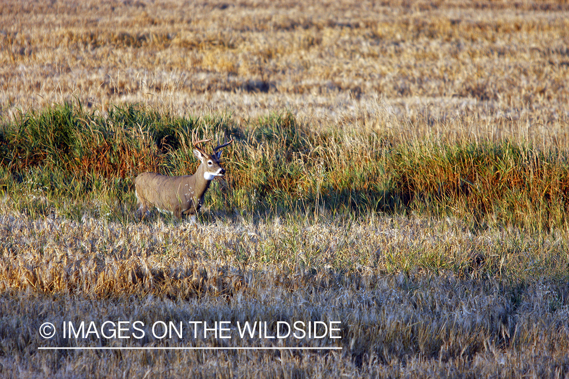 Whitetail buck in field