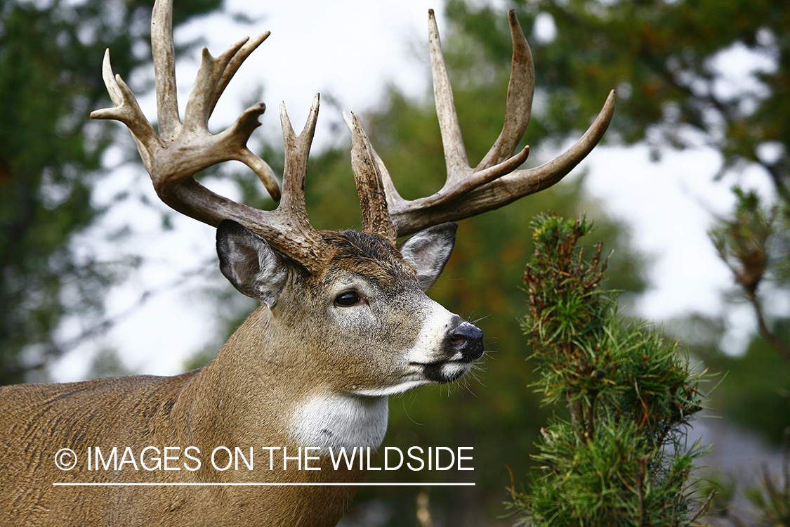 Whitetail buck in habitat