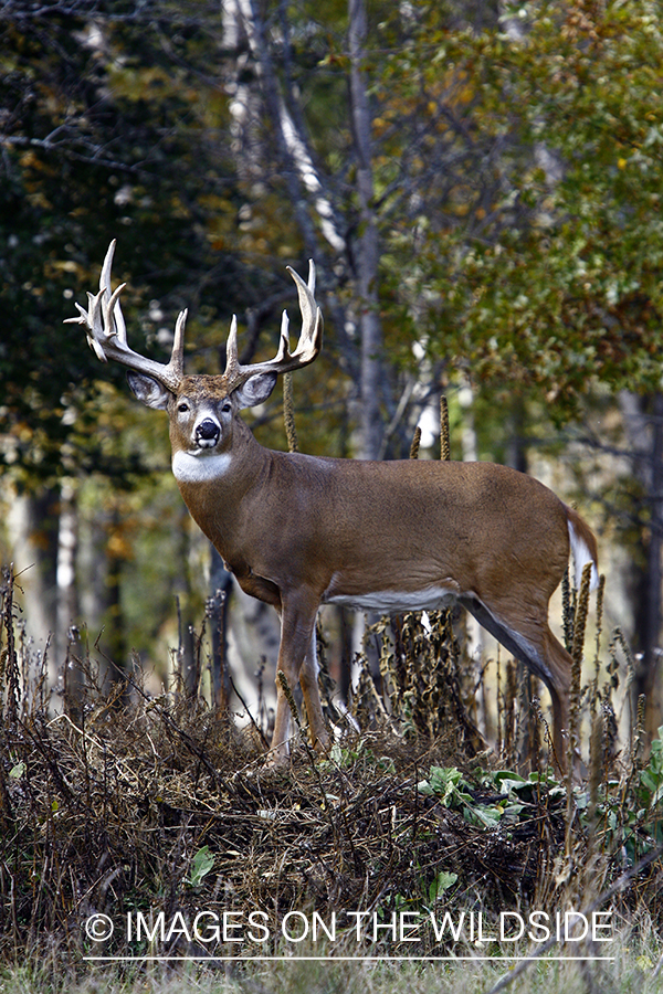 Whitetail buck in habitat