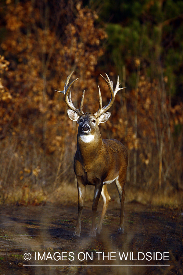 Whitetail buck in habitat.