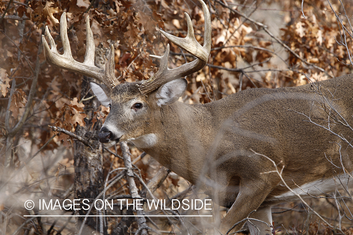 Whitetail buck in habitat.