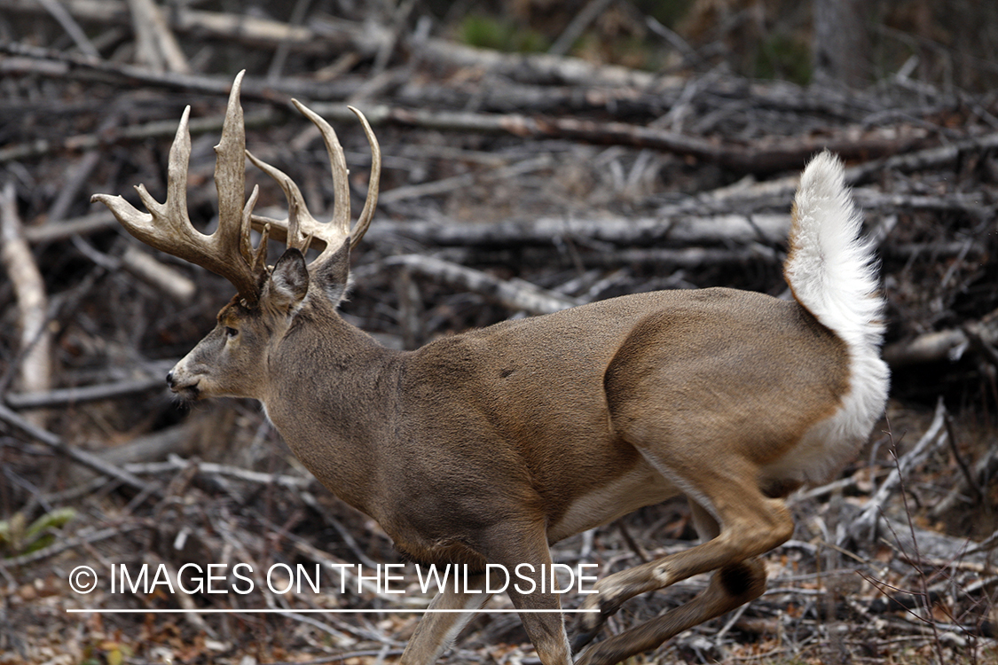 Whitetail buck running.