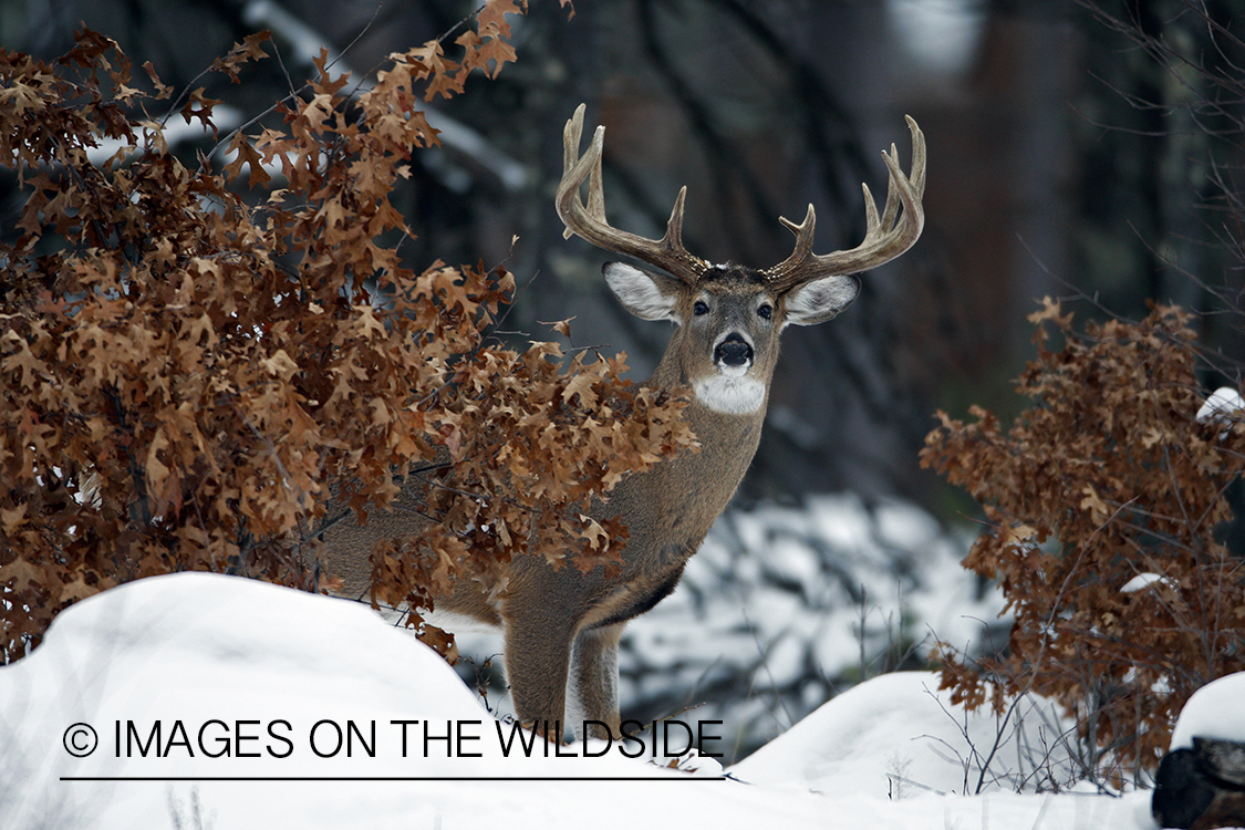 White-tailed buck in habitat.