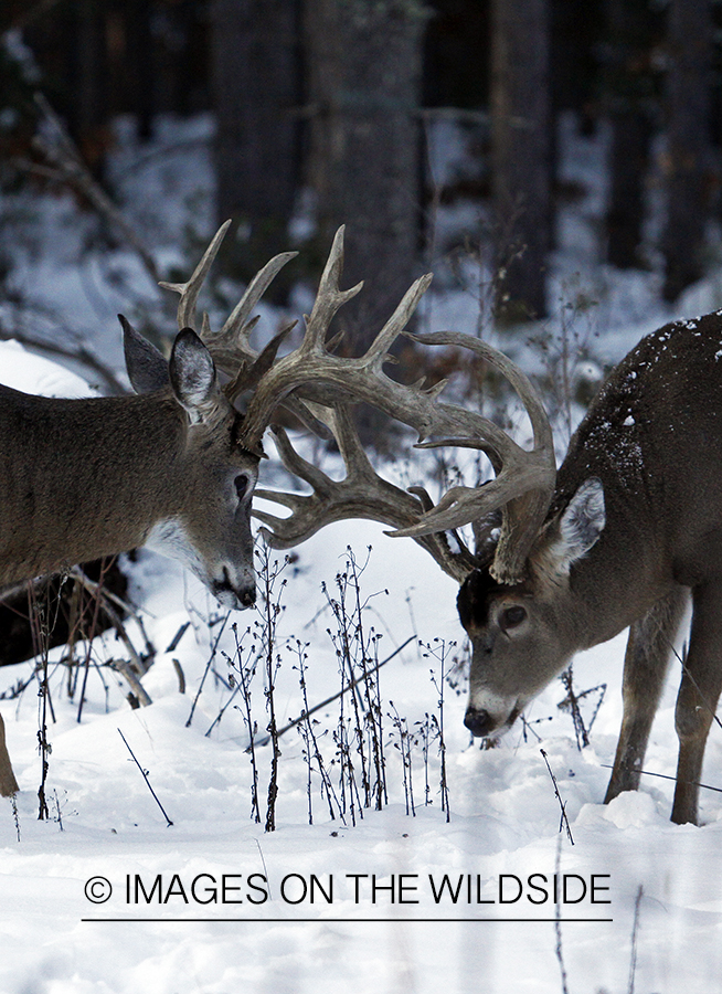 White-tailed buck in habitat.