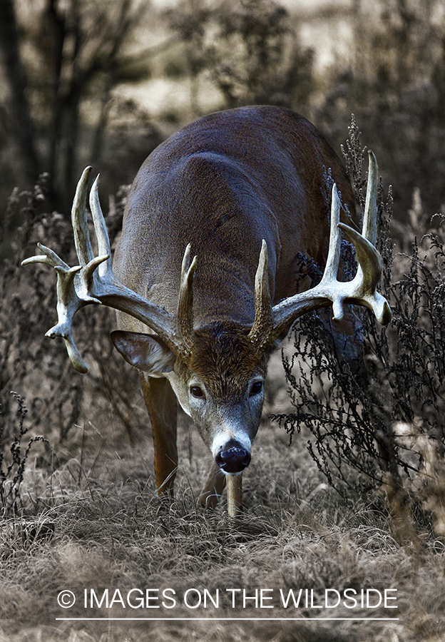 Whitetail Deer; Montana; 2012 (Original image # 00271-038.24D)