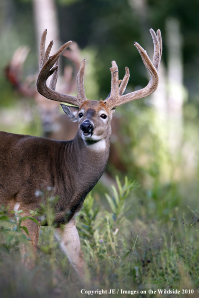 White-tailed buck in habitat in the velvet