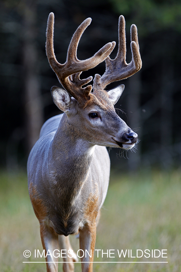 White-tailed buck in velvet 