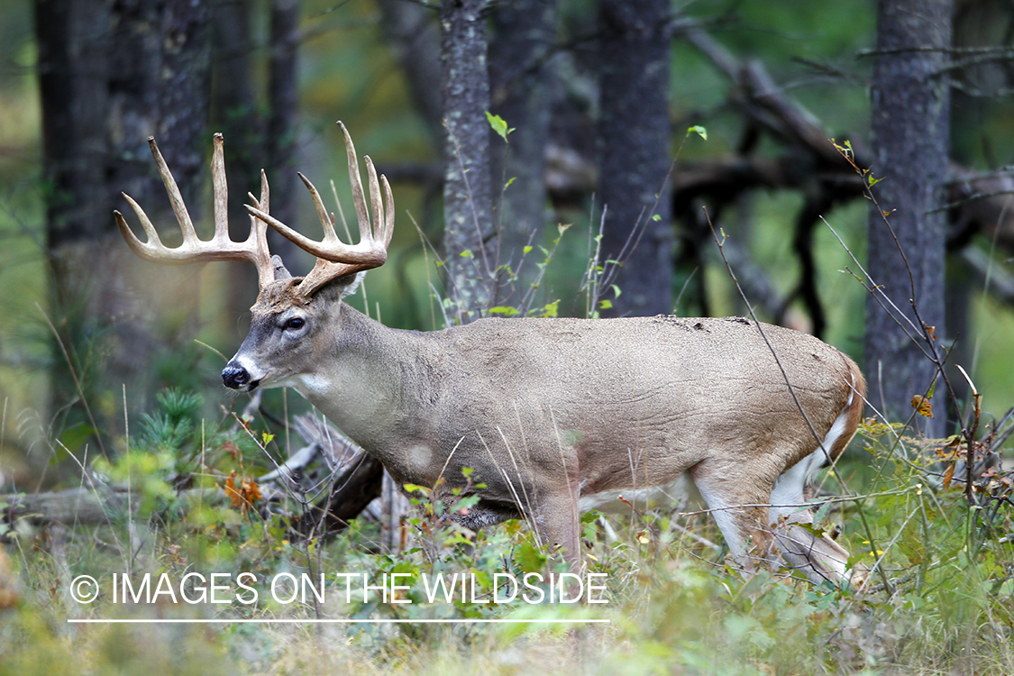 White-tailed buck in habitat. *