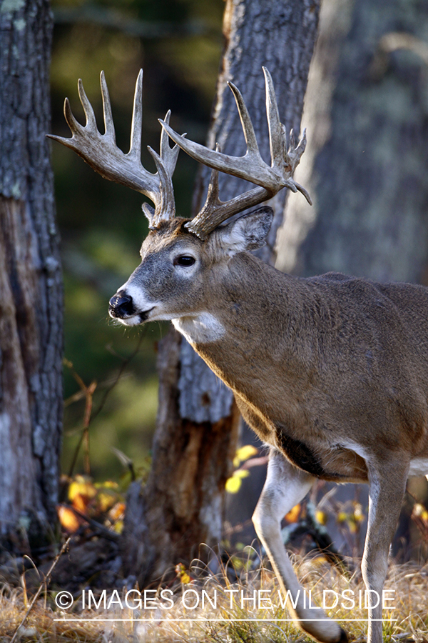 White-tailed buck in habitat. *