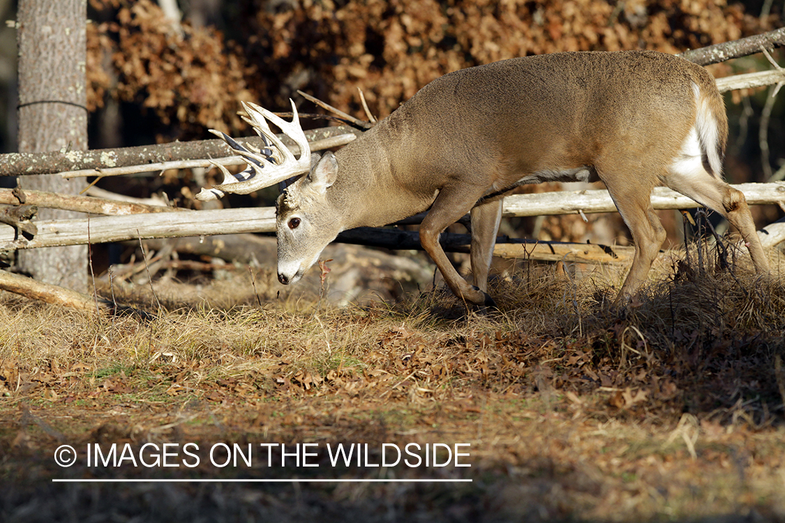 White-tailed buck in habitat. 