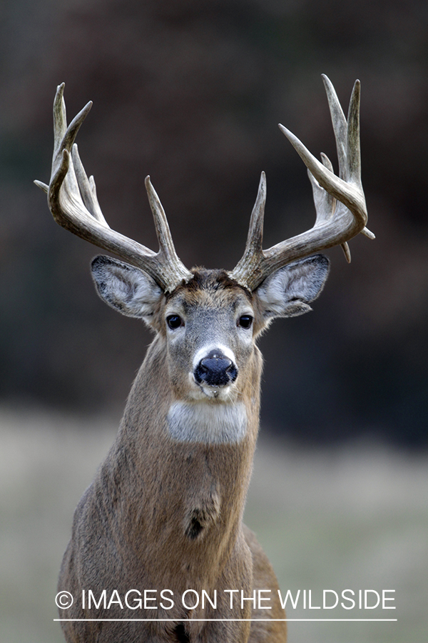 White-tailed buck in habitat. 