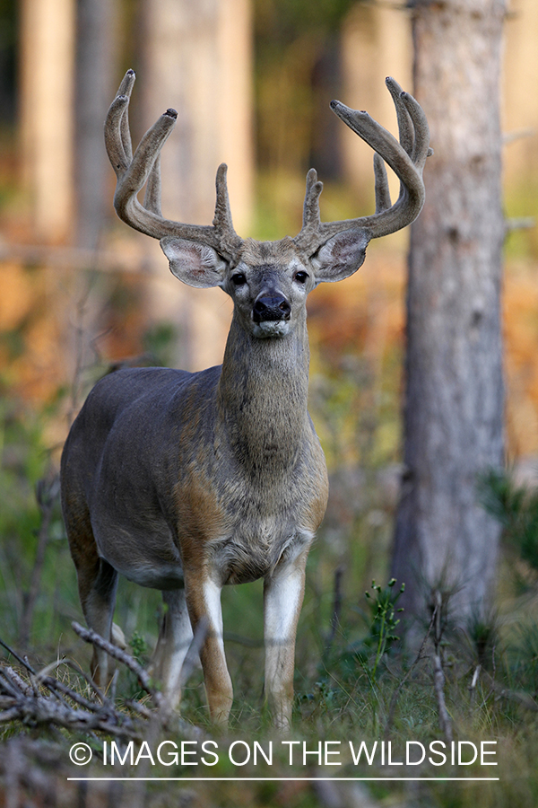 White-tailed buck in velvet.  