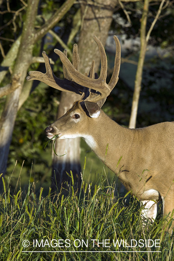 White-tailed buck in velvet. 