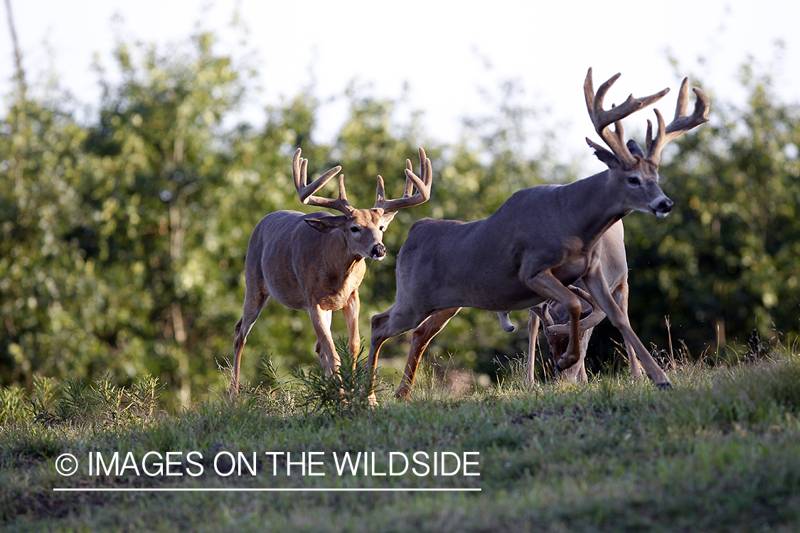 White-tailed bucks in velvet.  