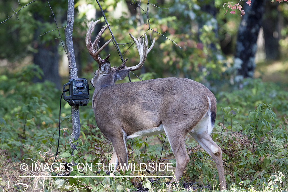 White-tailed buck investigating trail cam. 