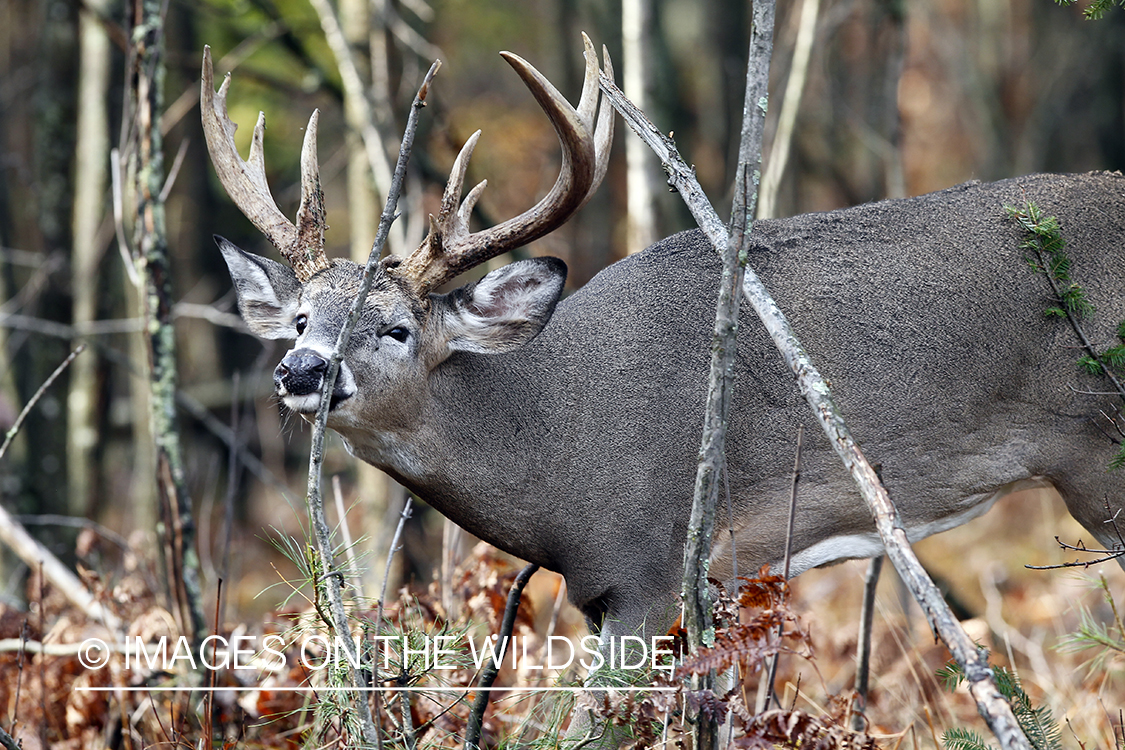 White-tailed buck rubbing branch. 