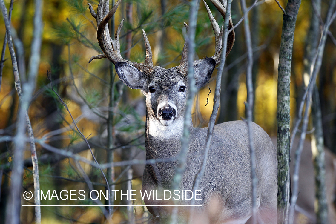 White-tailed buck in habitat. 